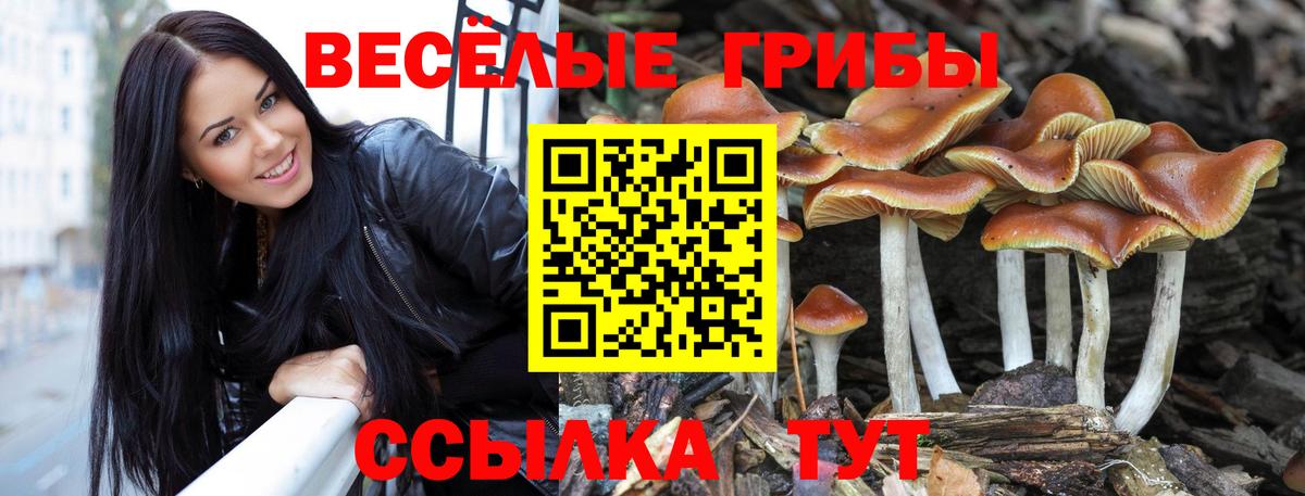 Псилоцибиновые грибы MAGIC MUSHROOMS Вязники